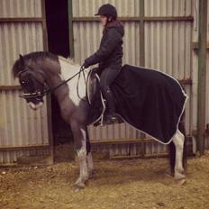 Anden særlig race Onyx