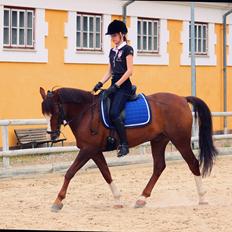 DSP Firhøj's Presley