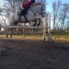 Welsh Pony (sec B) Bjerregårds bravour