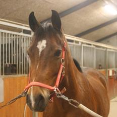 Anden særlig race Shakira (HVR) Rideskolepony