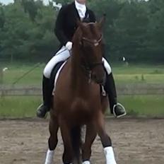 Dansk Varmblod Ponjaei