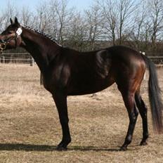 Palomino • Linnel's Angel