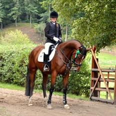 Dansk Varmblod Cherie HS