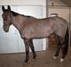 Palomino Pointspring Cezar