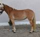 Tyroler Haflinger Steixi
