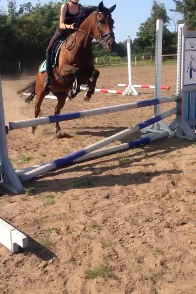 Hollandsk Sportspony Mistrall van orchid billede 8