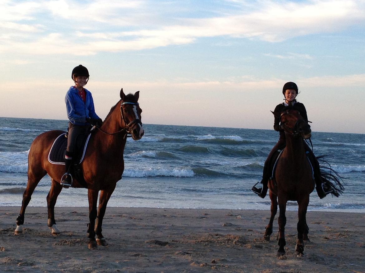 Hollandsk Sportspony Mistrall van orchid billede 11