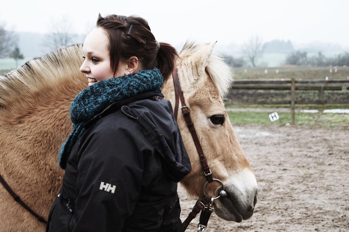 Fjordhest Silas Stanstorp - Min Elskede Bamse - Billede: Katja Hovgaard Olsen  billede 2