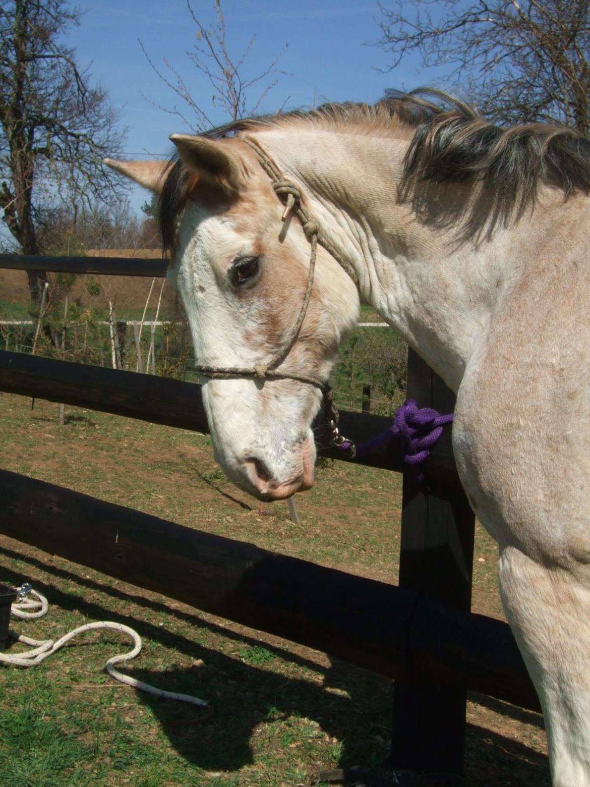 Criollo Diego billede 1