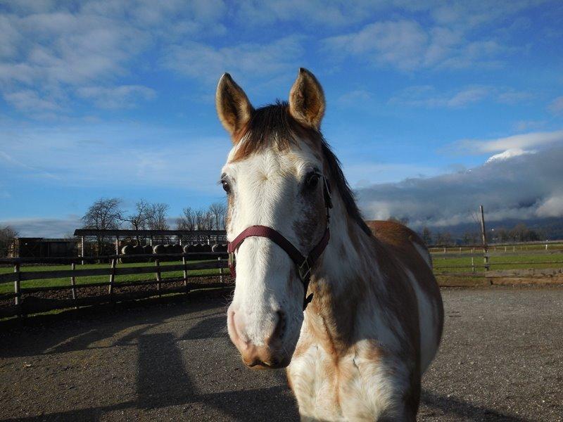 Criollo Diego billede 2