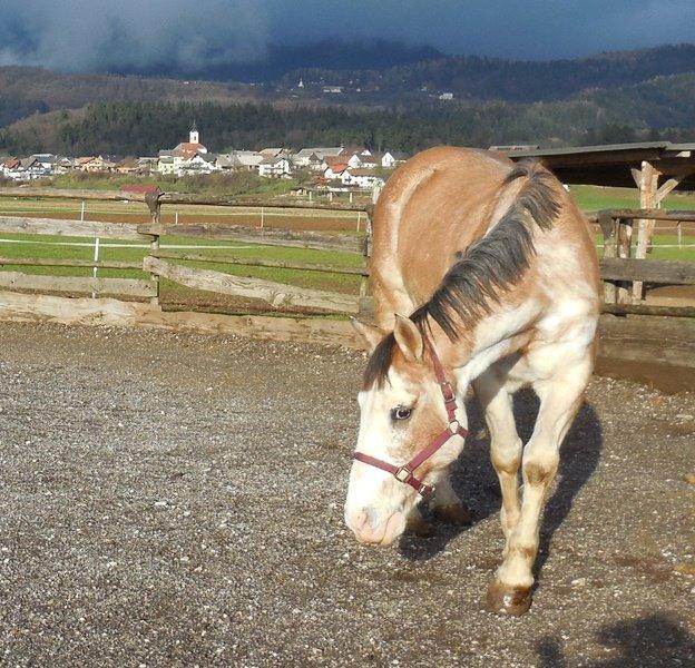 Criollo Diego billede 3