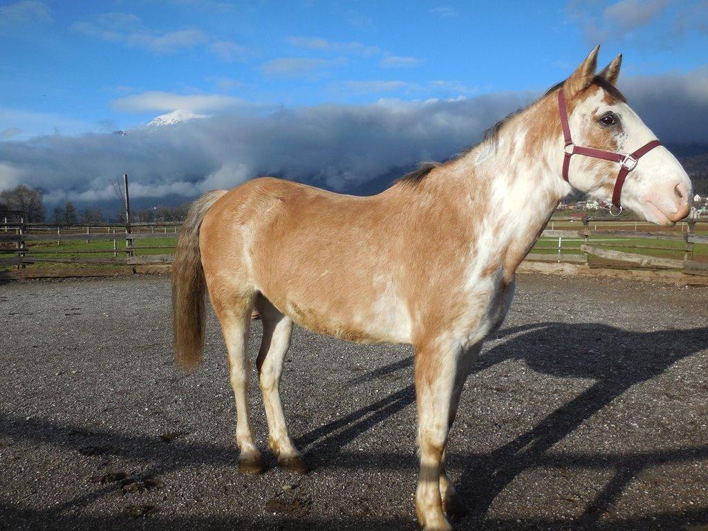 Criollo Diego billede 4