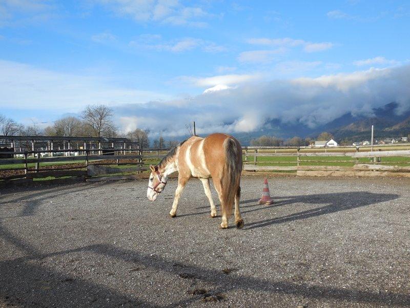 Criollo Diego billede 5