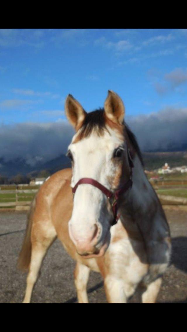 Criollo Diego billede 6