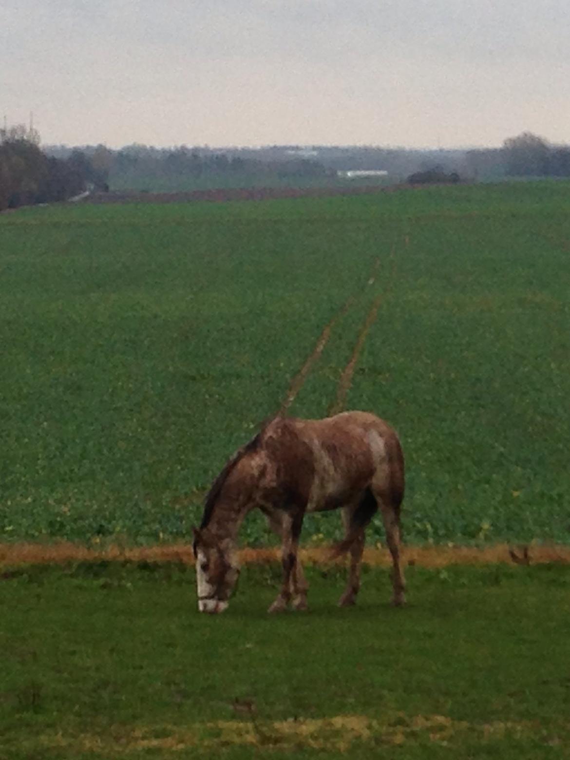 Criollo Diego billede 7