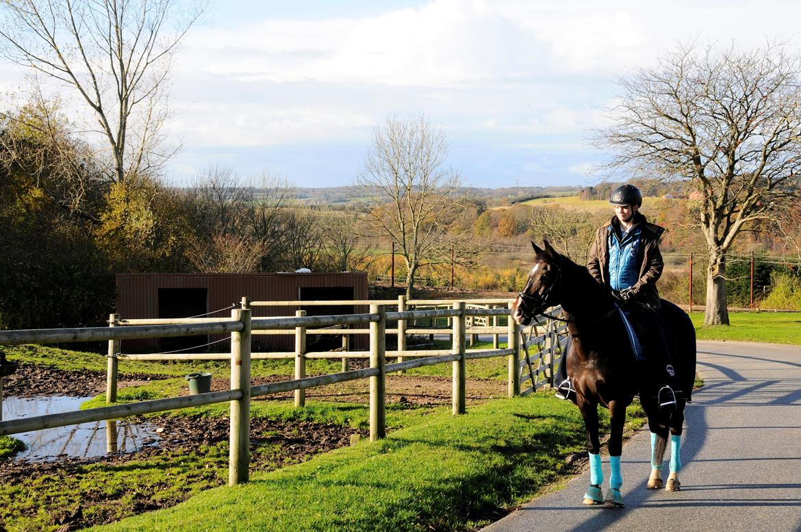 Hollandsk Varmblod Ukki Louwra B-pony billede 11