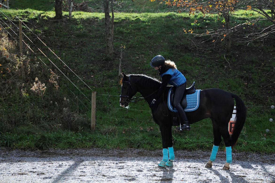 Hollandsk Varmblod Ukki Louwra B-pony billede 16