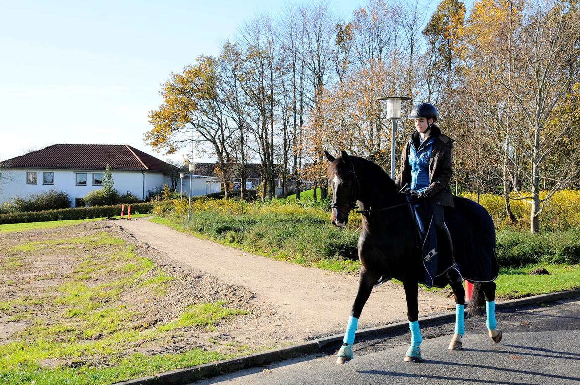 Hollandsk Varmblod Ukki Louwra B-pony billede 14