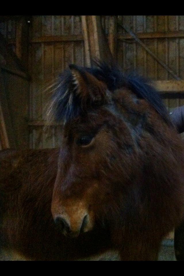 Islænder Stormur fra Birkemosegård - Har kløet sig lidt. Forståeligt nok, når han har sat pels efter at han skulle bo et sted med minus 25 grader.  billede 26