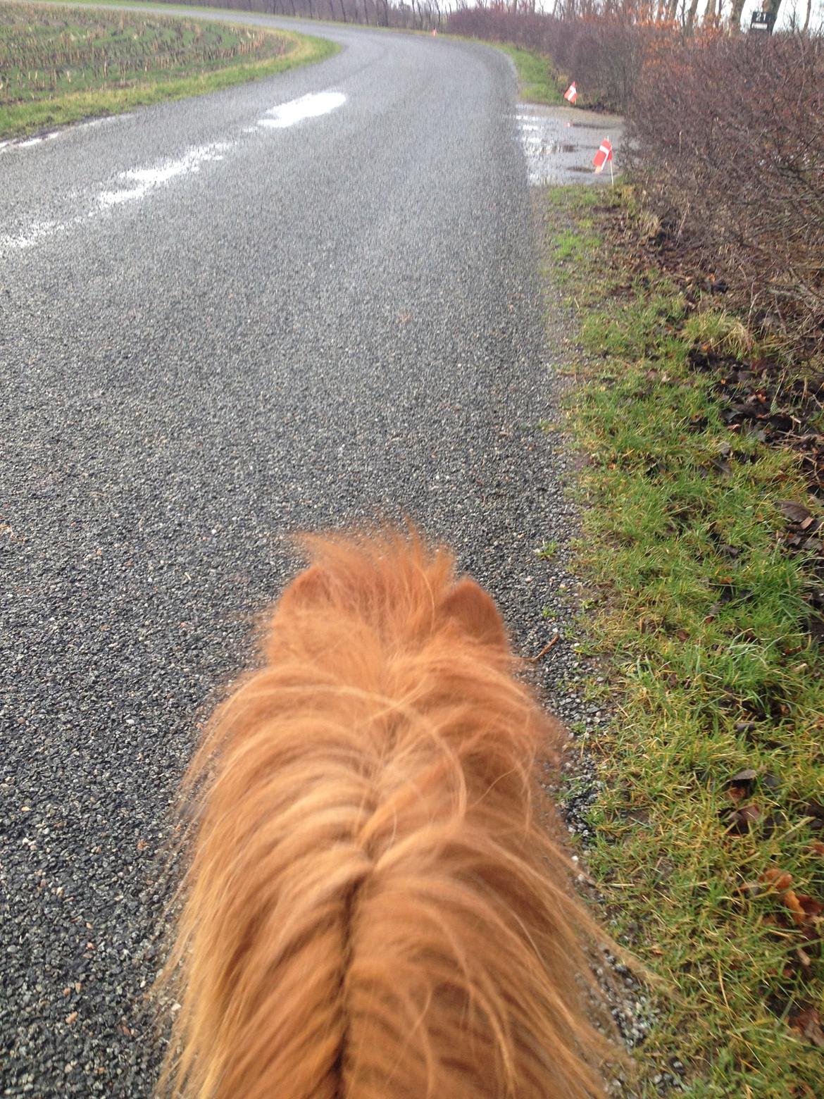 Shetlænder misty <33 - på tur! <33 :-) billede 8