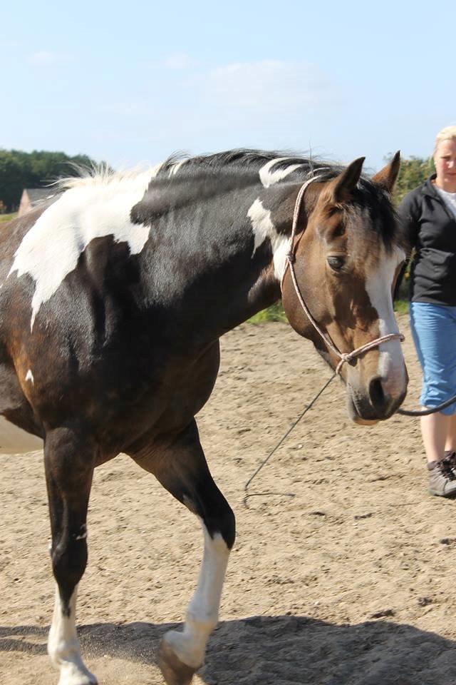 Pinto Bonita billede 21