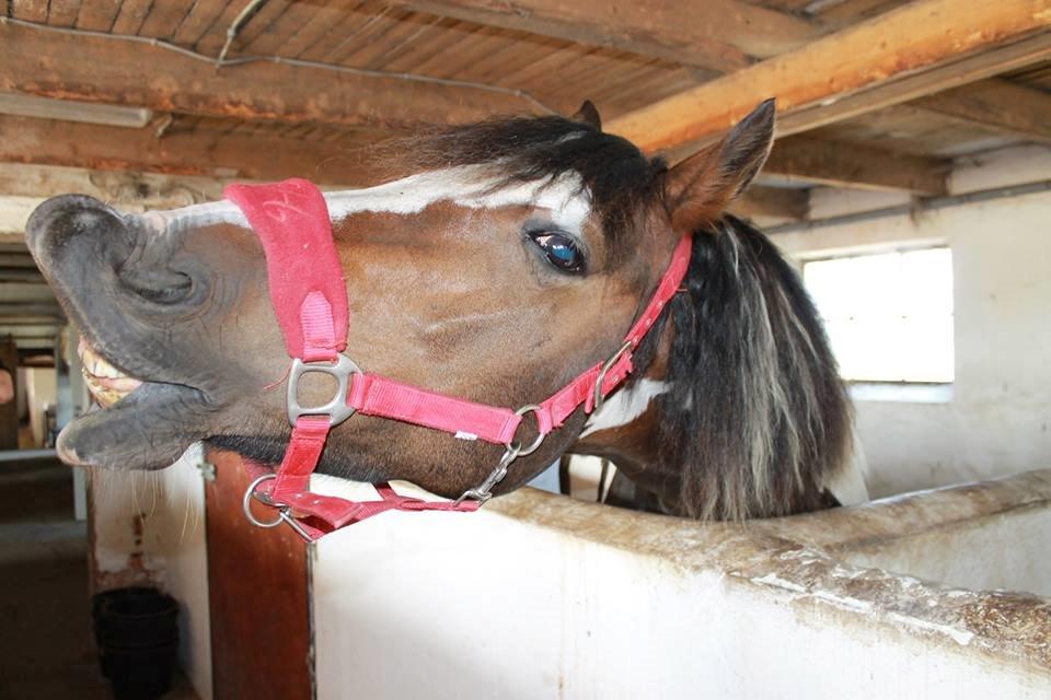 Pinto Bonita billede 25