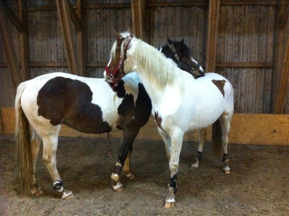 Pinto Bonita billede 28