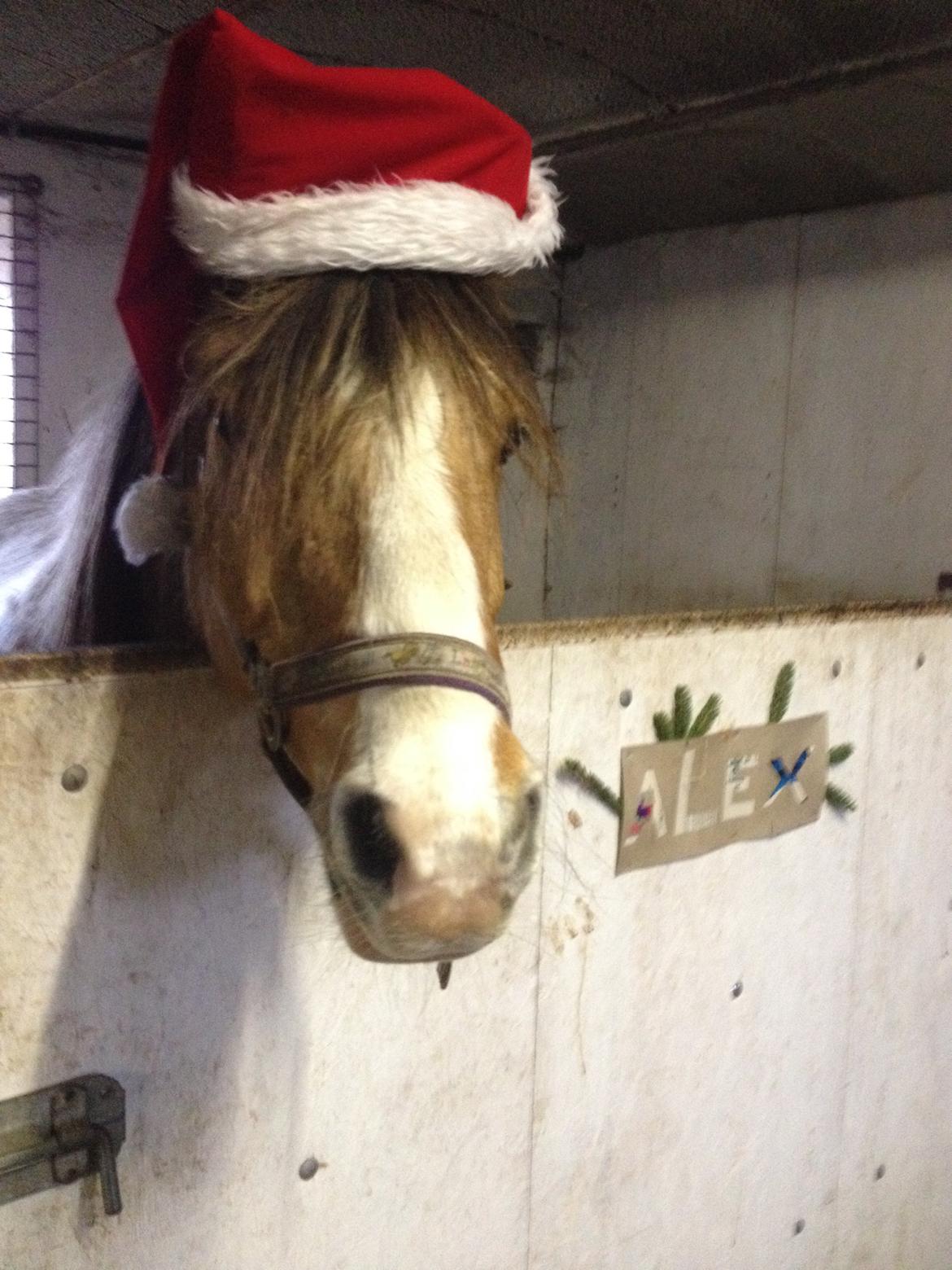 Anden særlig race Alexandra <33 - glædelig jul og godt nyt år <33 :-) billede 11