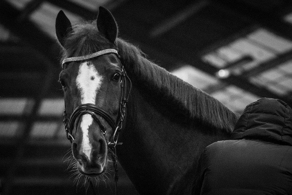 Hollandsk Sportspony Barrichello  - <3     FOTO: Cecilie Graversen  billede 16