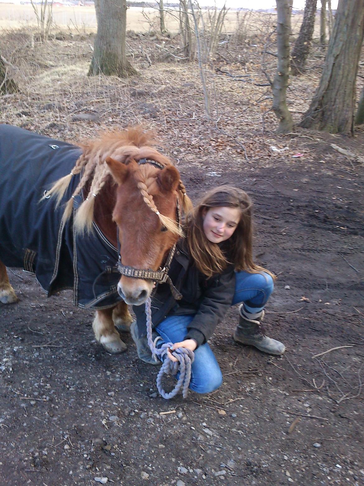 Shetlænder Simba. <3 billede 19