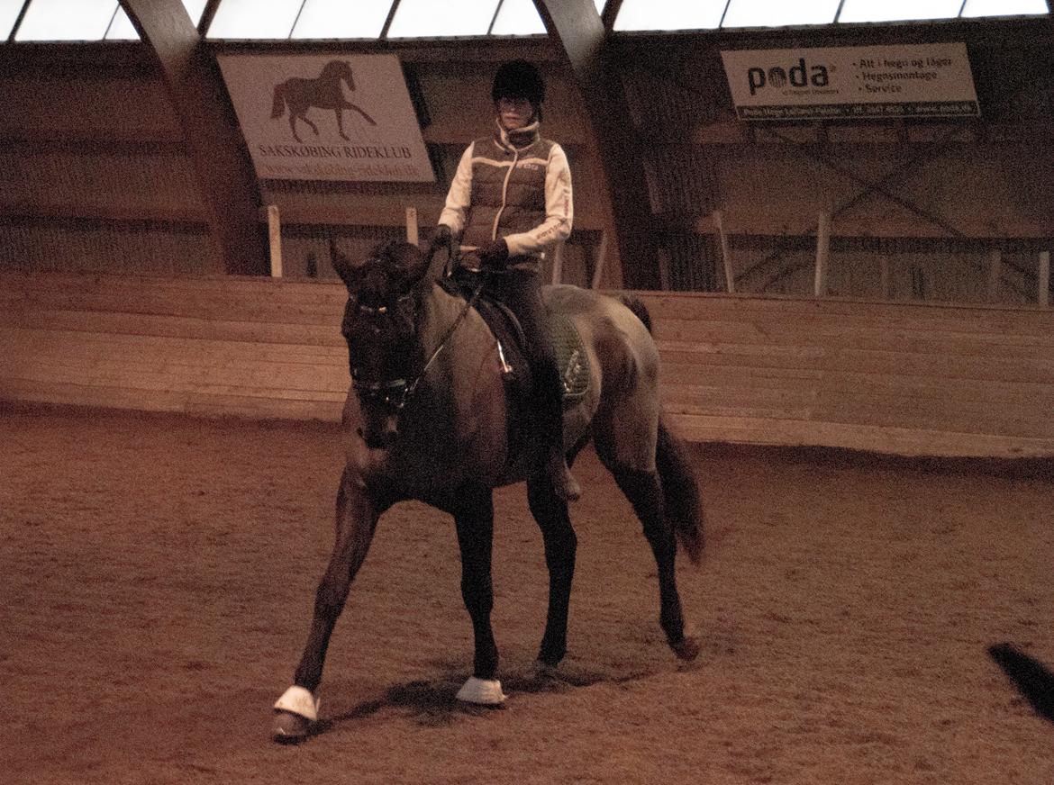 Palomino Pointspring Cezar billede 3