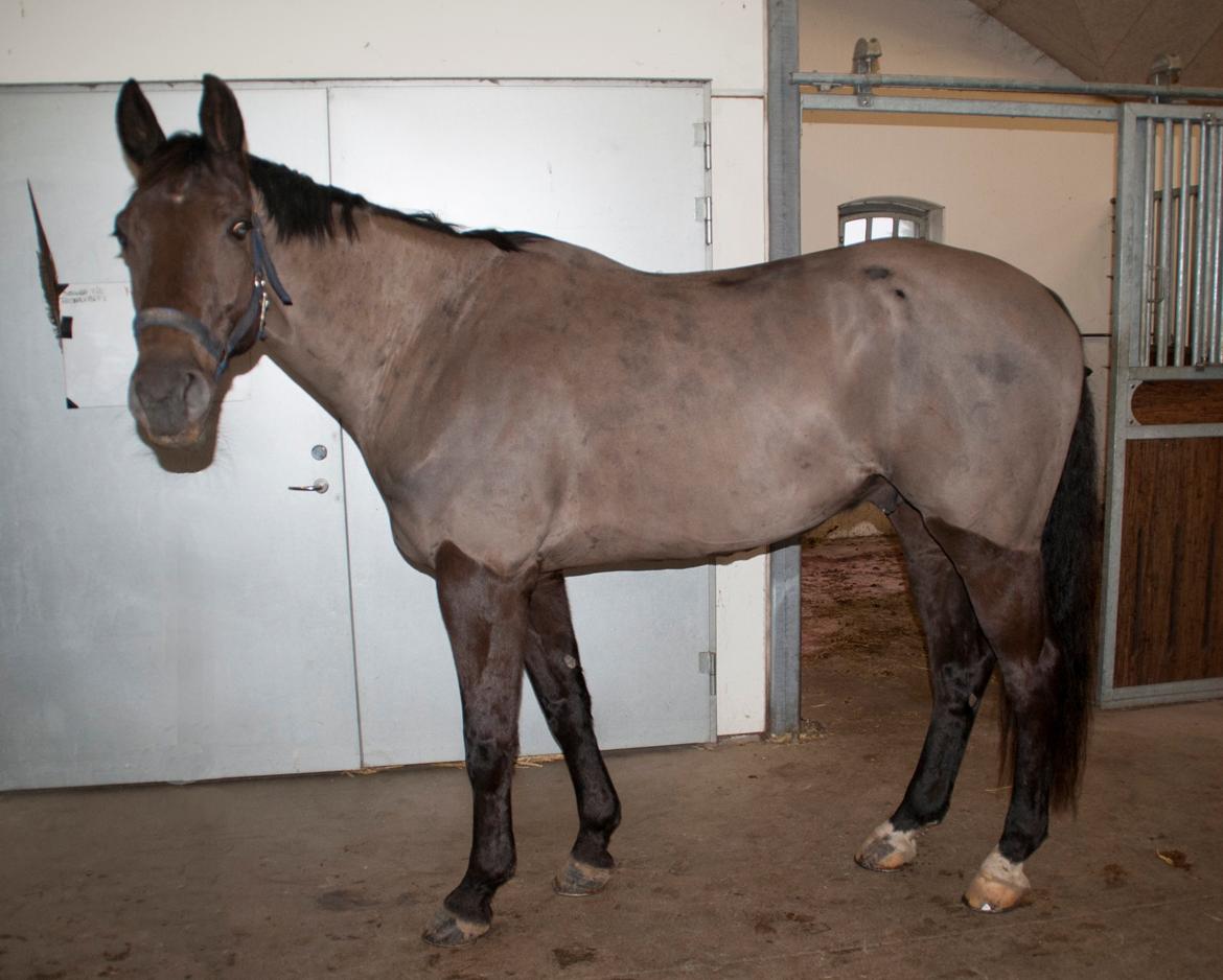 Palomino Pointspring Cezar - Velkommen til Cezars Profil. :) billede 1