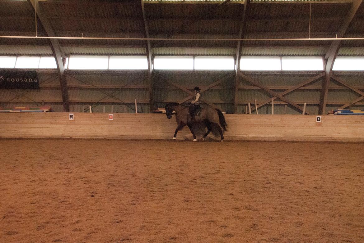 Palomino Pointspring Cezar billede 4