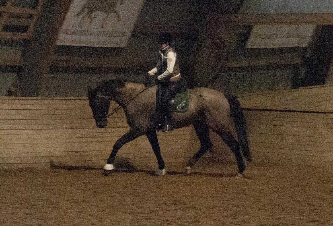 Palomino Pointspring Cezar billede 5