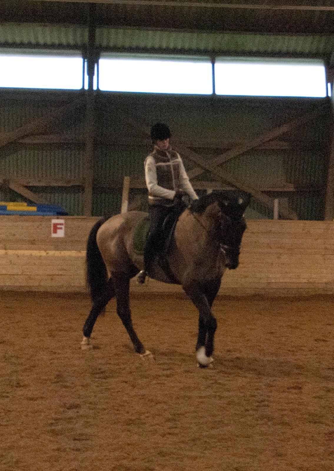 Palomino Pointspring Cezar billede 2