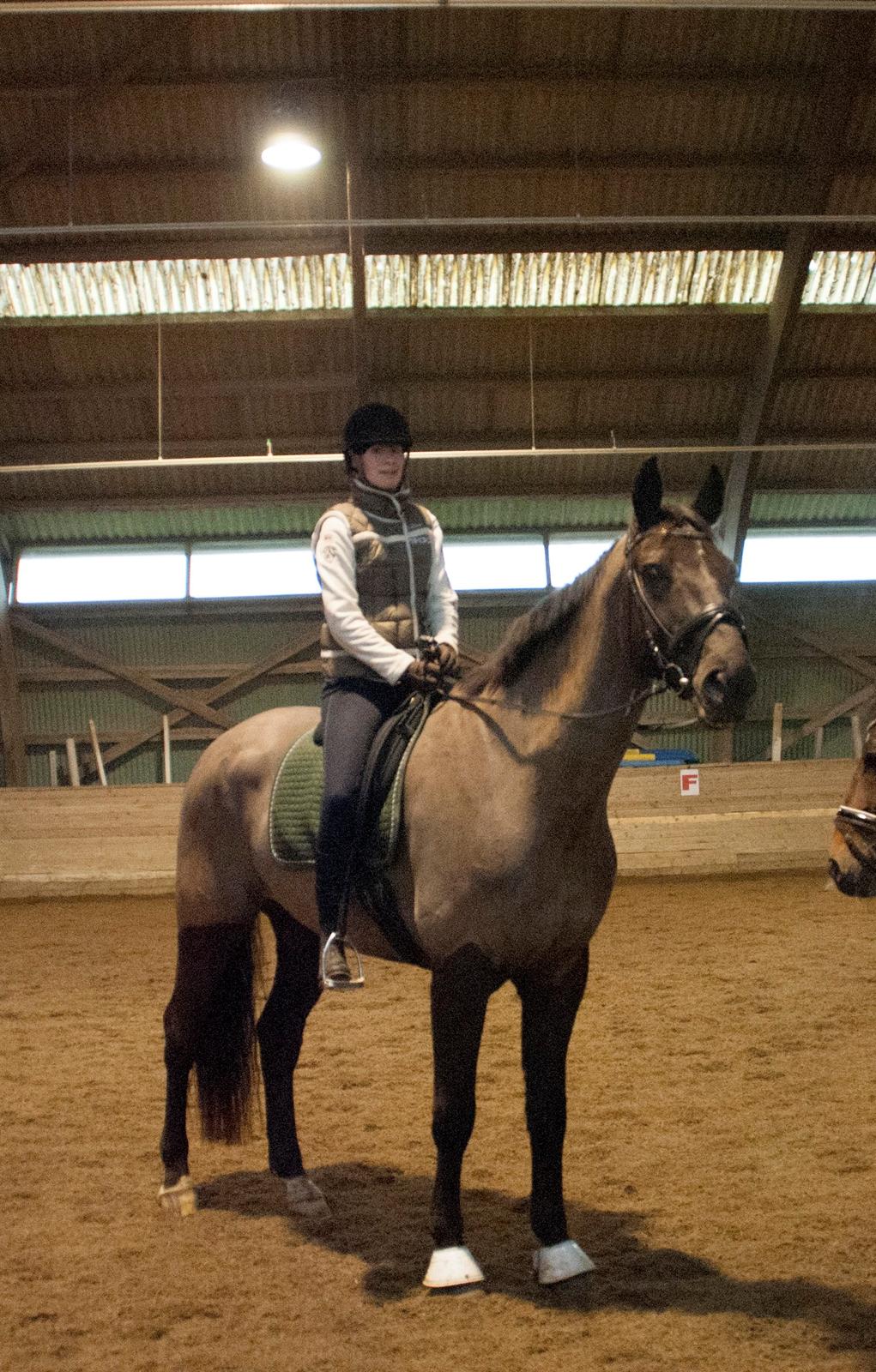 Palomino Pointspring Cezar billede 6
