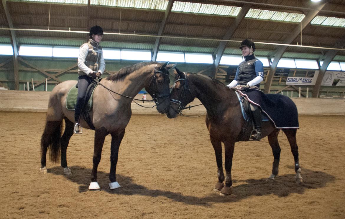 Palomino Pointspring Cezar billede 7
