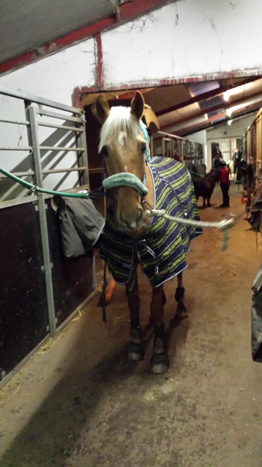 Palomino Golden Is Our Motto - Søde hest altså... billede 13