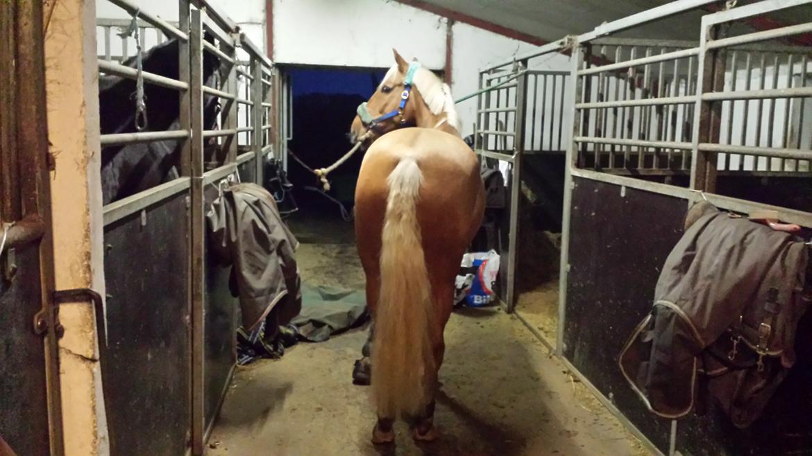 Palomino Golden Is Our Motto - rigtig barbie hest billede 14