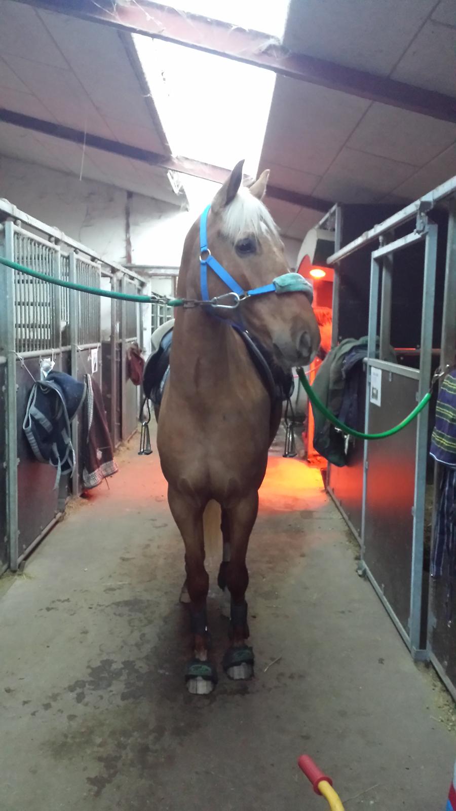 Palomino Golden Is Our Motto - Tak fordi i kiggede forbi. læg gerne bedømmelse og kommentar :-) billede 15