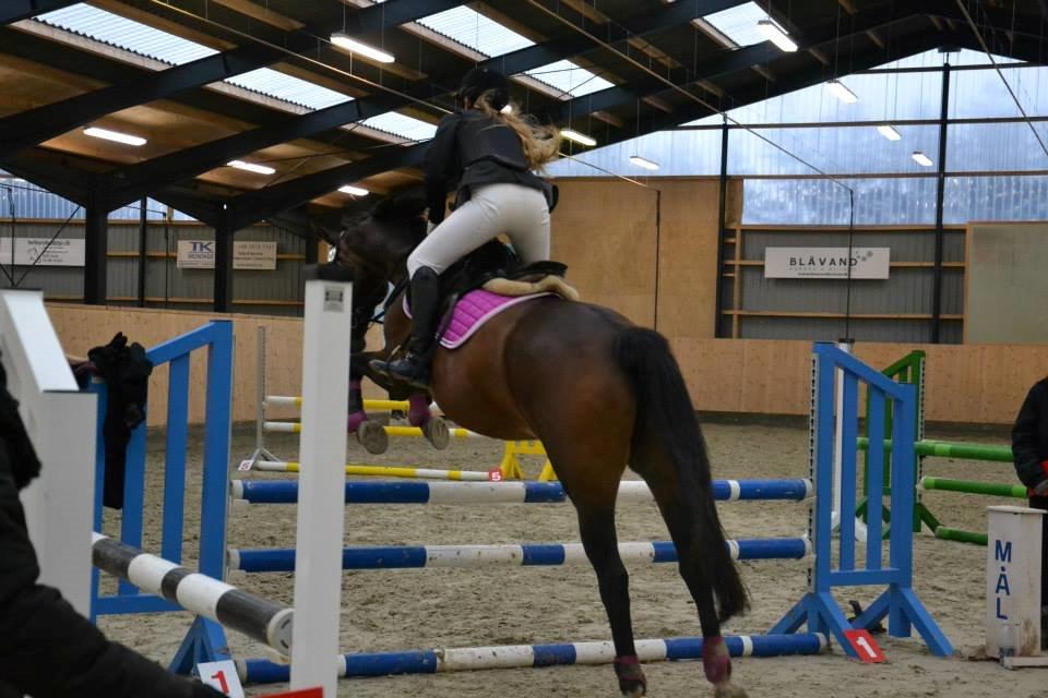 Anden særlig race Gaillarde de Osnard "Oda" <3 billede 3