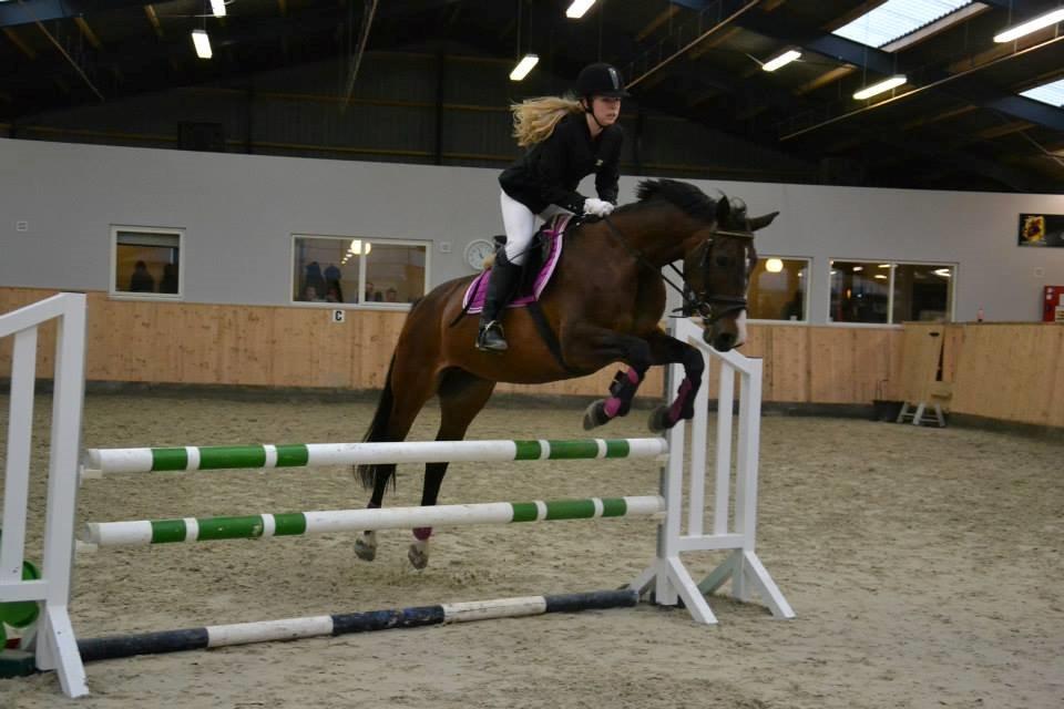 Anden særlig race Gaillarde de Osnard "Oda" <3 - Første Springstævne, Oda var Fantastisk, jeg var bare ikke støttende nok.. <3 billede 2