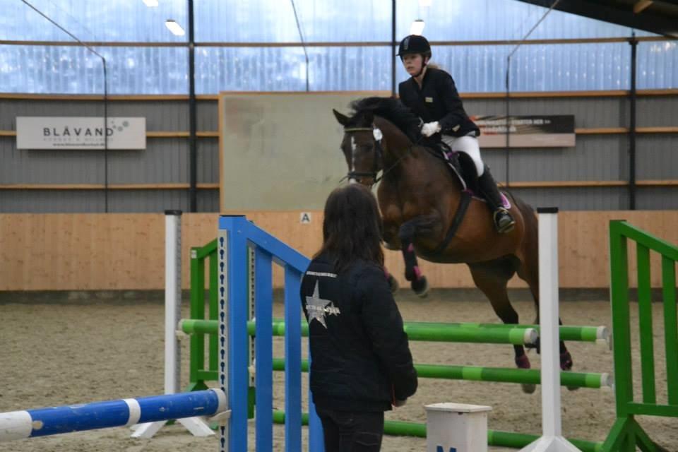 Anden særlig race Gaillarde de Osnard "Oda" <3 - Verdens bedste hest! <3 billede 17