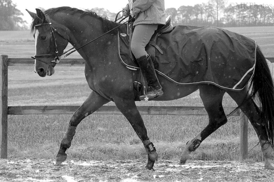 Dansk Varmblod Sweet Liberty(DV)*solgt* - efterår2012 billede 2