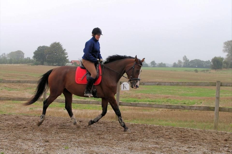 Dansk Varmblod Sweet Liberty(DV)*solgt* billede 17