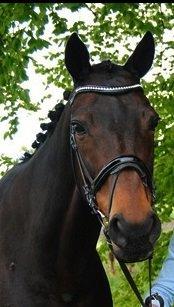 Hannoveraner Grinta Alfarvad Z billede 1