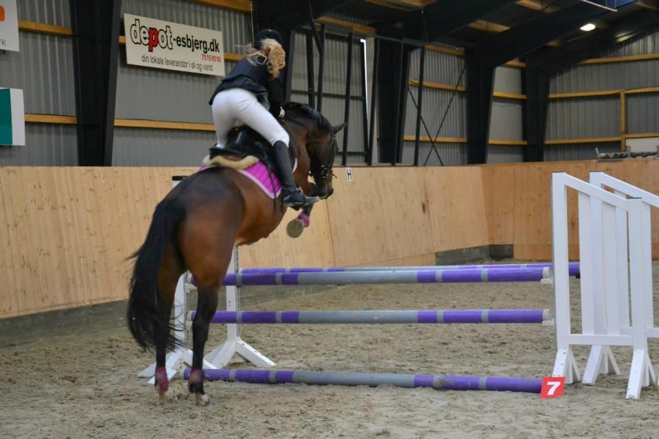 Anden særlig race Gaillarde de Osnard "Oda" <3 billede 5