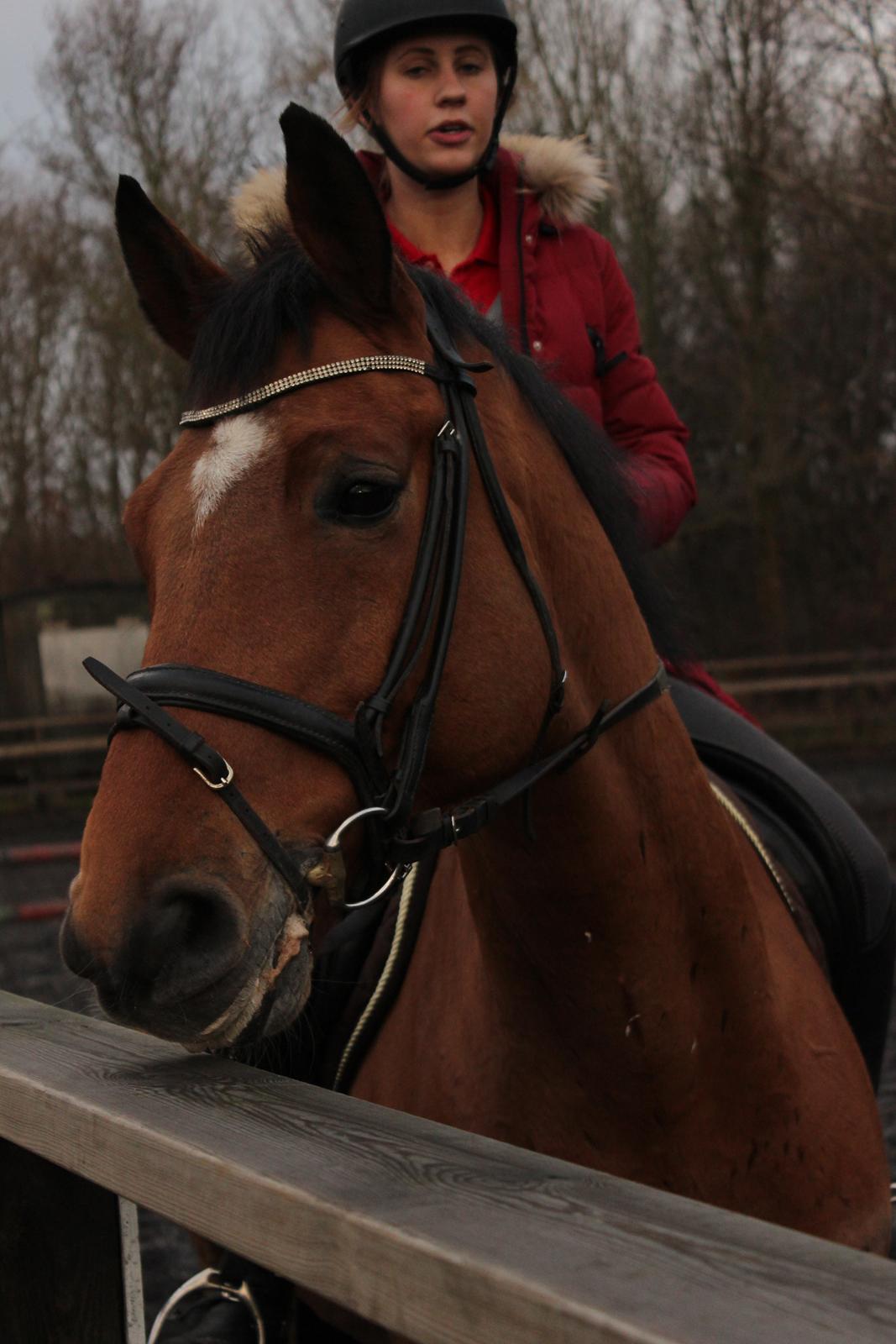 Dansk Varmblod RTS - Contreau billede 8