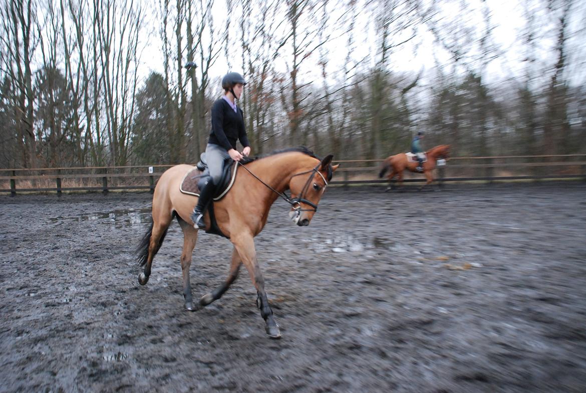 Dansk Varmblod RTS - Contreau - Dressur træning d. 11 Januar 2014 billede 10