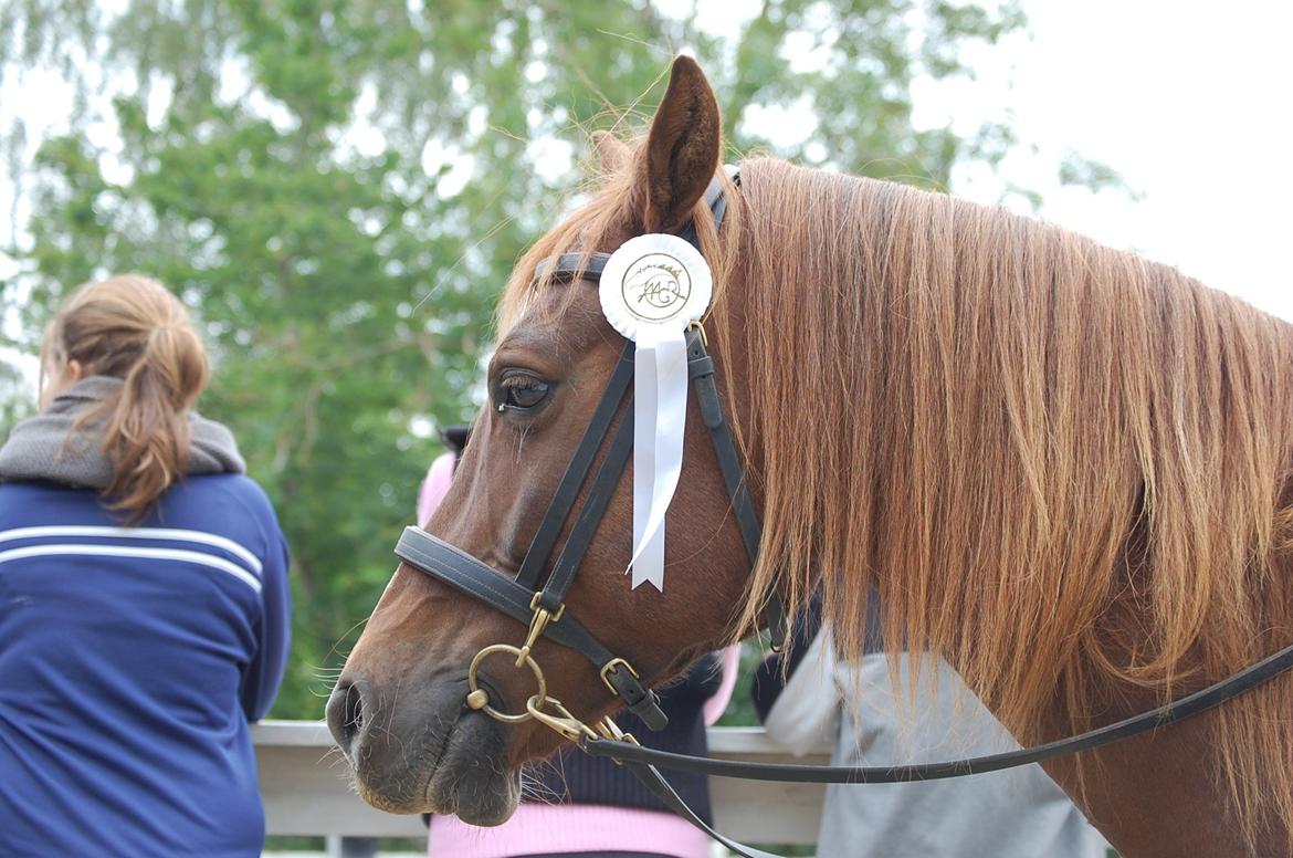 Anden særlig race Findus - En lille roset efter min første konkurrence på Findus :) - Foto: Min mor billede 15